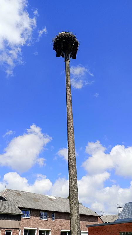Storch-01