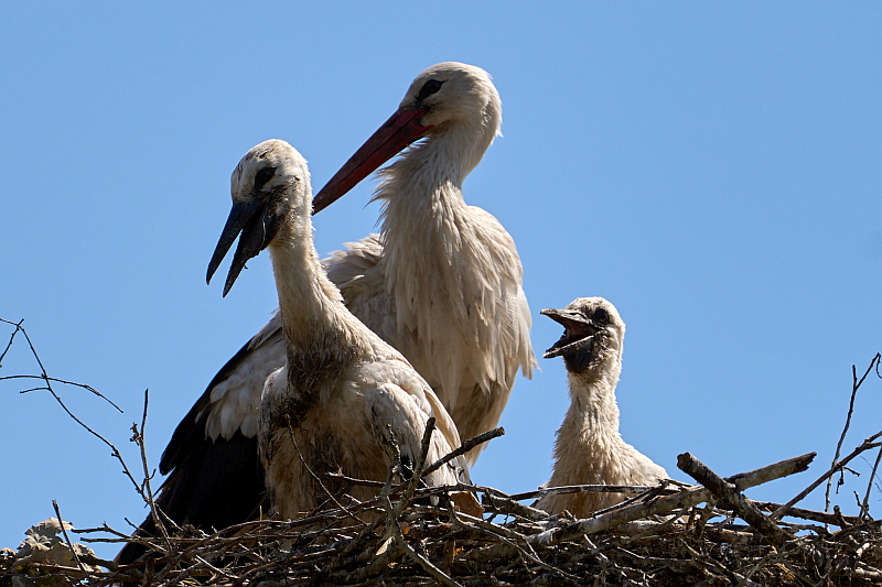 Storch-06