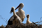 Storch-06b